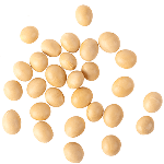 Proteiny roślinne